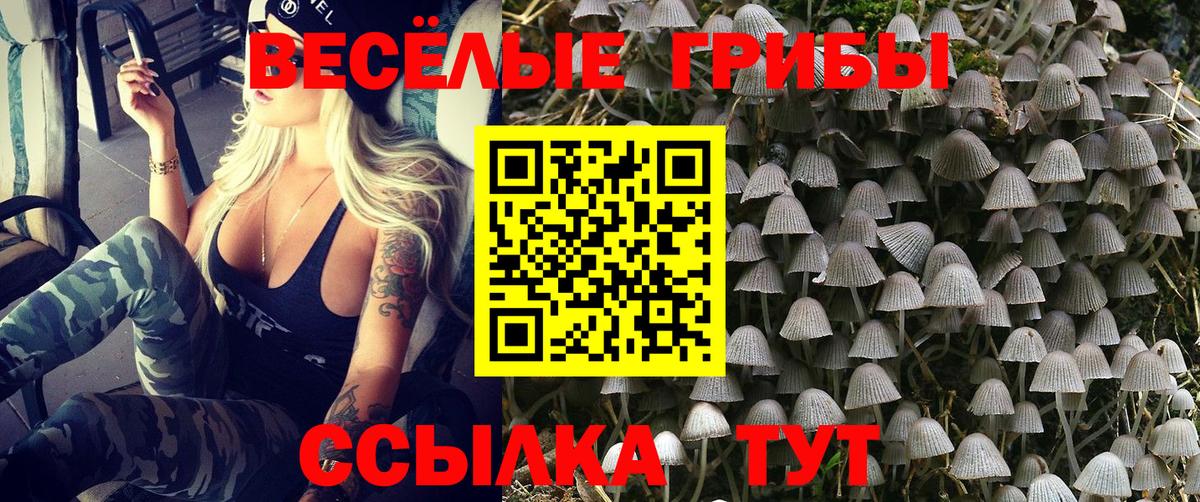 Галлюциногенные грибы Psilocybe Каменка